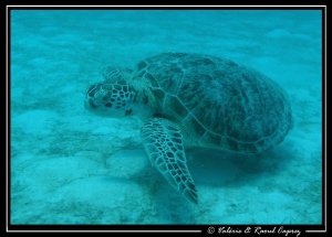 I saw this green turtle from the boat 15 meters down. Pic... by Raoul Caprez 